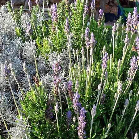 Вілла Mary'S Garden Tulisevica Екстер'єр фото