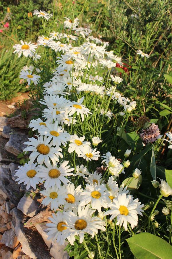 Вілла Mary'S Garden Tulisevica Екстер'єр фото